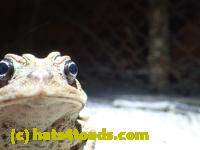 /home//u458753944/public_html/sourcegallery//Roxborough Toad Detour/2013-2019/2016/2016-03-31/P3310657.JPG